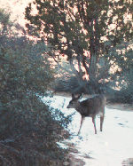 Deer at Zion